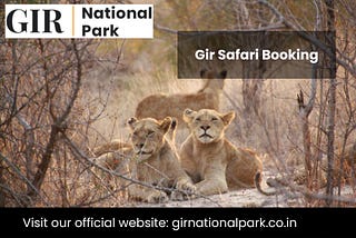 Unlocking the Wilderness: Your Complete Guide to Gir Safari Booking
