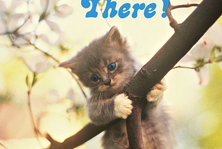 Whatever Happened To…The “Hang In There” Kitten?