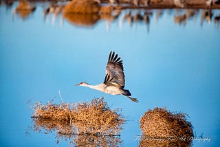 Sand Hill Crane in Fight