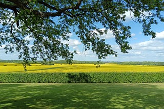 Yellow Fields