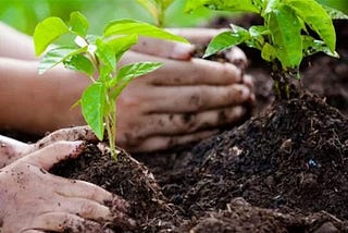 Tree Plantation for life