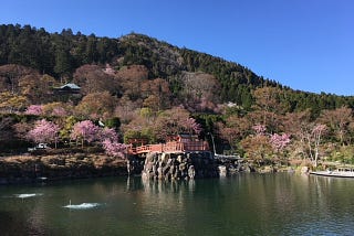 Katsuoji Temple in Osaka during the cherry blossom season