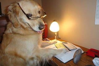 Golden retriever dog reading a book