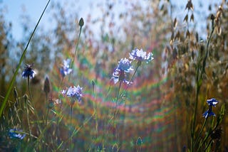 LOVE’S SPECTRUM