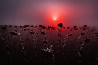A low red sun, creepy flowers in the low light below
