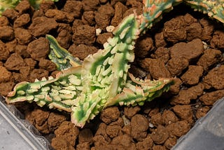 信義蘆薈王之園藝蘆薈小芽展示