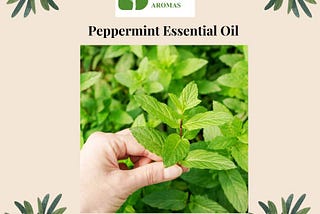 The Path of a Peppermint Essential Oil Wholesaler