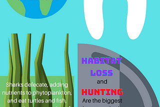 Why you should care about sharks. (Infographic.)