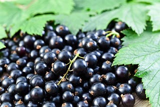 The Blackcurrant — A story of Migration