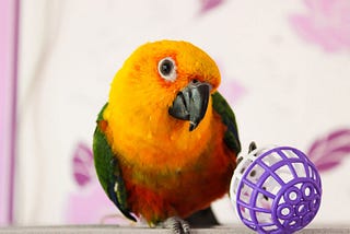 What Your Parrot Wants You to Know: Forget the Myths and Embrace the True Nature of Your Bird