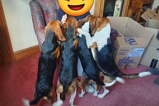 Five Beagles Rescued