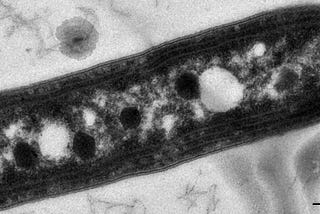Organism that Lives Less Than 1 Day Predicts the Seasons