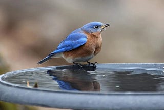 Spring Challenge Winner’s Announcement