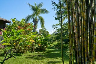 Color photo of Kalani Resort grounds a portion of a building amongst bamboo, palm trees and other tropical plants — photo by Stella Martann.