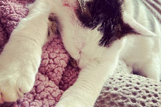 Benny the kitty sound asleep on a pile of blankets. Photo by Ellie Jacobson.