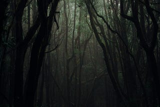A picture of a deep and dark forest.