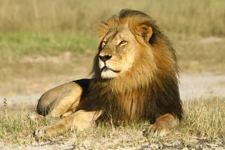 Trophy Hunting: Saving Animals?