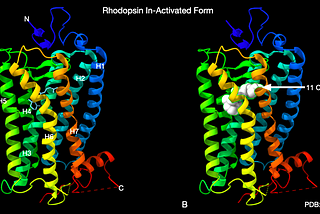 A Biochemists View: Do you see what I see?