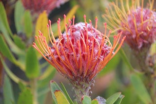 Mind-blowing Cape Town Plants In Bloom