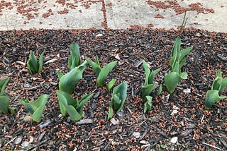 A lesson from the tulips