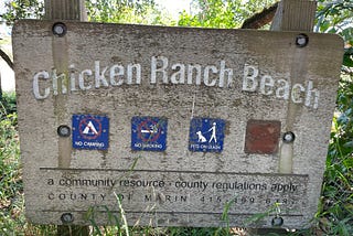 Chicken Ranch Beach, Inverness (Swim, Paddle, Pearl!)