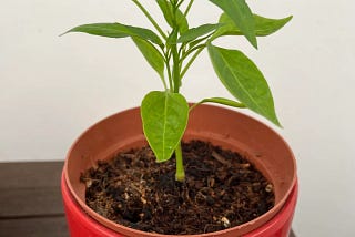 Balcony grown red hot chili peppers from Sicily