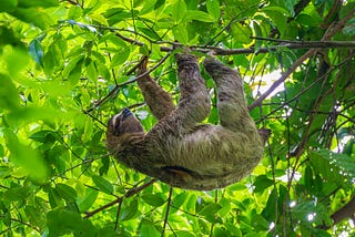A brown-throated three-toed sloth hangs from branches in Cahuita National Refuge, Costa Rica.