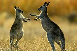 Fascinating Facts About Kangaroos