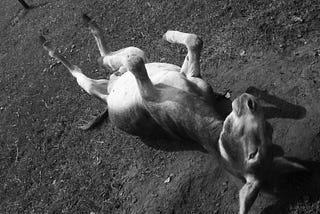 Roll over, donkey (photography by Björn Roose)