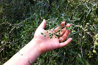 Get To Know Sardinia’s Ancient Olive Trees