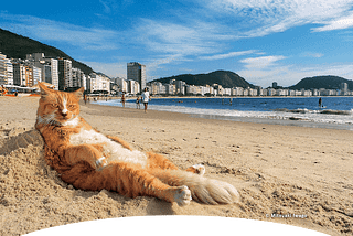 Mitsuaki Iwago’s World Cats Travelogue— TV Show for All Who Love Cats