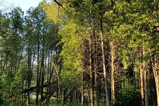 A tent sits nestled amidst green trees in a clearing in the forest by a picnic table, a couple of camp chairs and a pile of fire wood