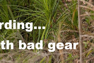 Birding with bad gear