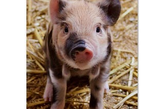 A pink and black piglet sitting in straw looking up at the camera