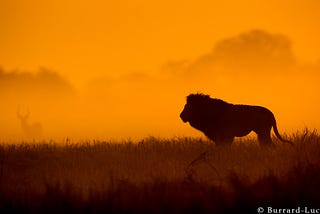 Farmers, Lions and Sunsets.