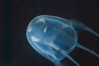 A South African box jellyfish swimming through the water.