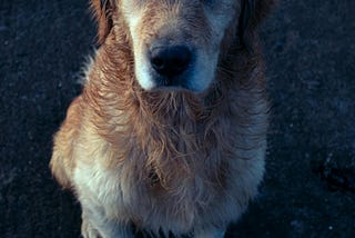 How Not to Torture a Dog