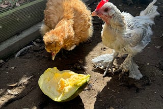 Hens in the chicken run eating a pumpkin piece