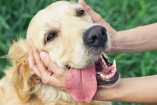 Creating fake Dog images using GANs: Generating endless good boys