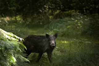 The Wildboar Hunt.