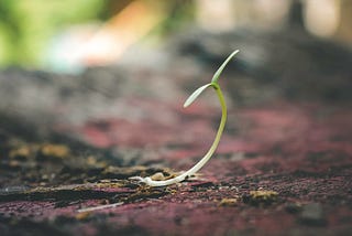 The Wind and the Seed