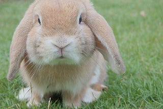 11 Ways to Tell if a Pet Rabbit Is Right for You