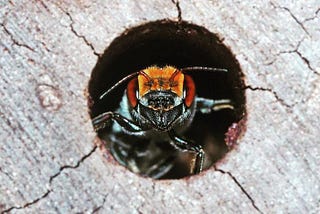 a native australian honey bee in a bee hotel. credit Kit Prendergast