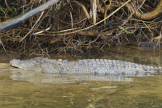 Chasing gators and salties for fun and amusement