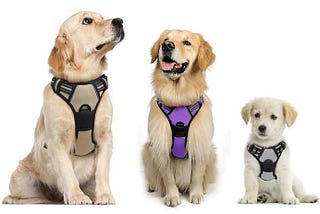 What is the best harness for a dog?