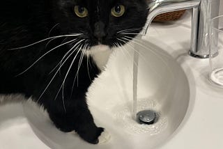 The Water Is on in the Bathroom Sink So the Cat Is on The Counter