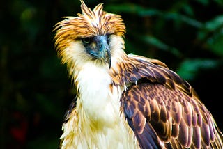 Why the Philippines Eagles are the most vulnerable bird species?