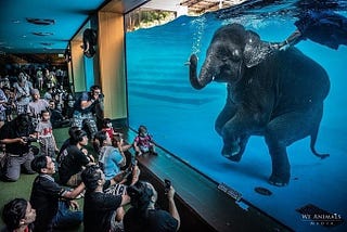 Elephant Swimming or Abusing?