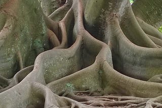 Potting Soil and an Itchy Ear