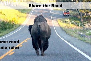 Foolish Couple & Dog (almost) Gored By Bison Duo at Fishing Bridge, Yellowstone